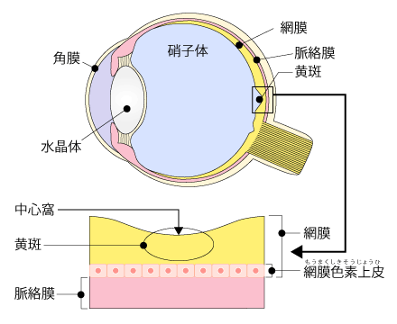 目の構造