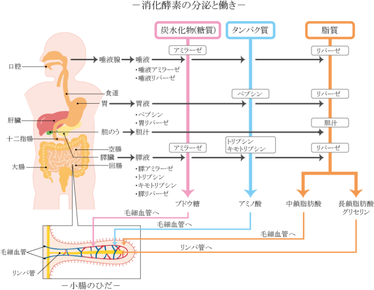 最も消化しにくい脂肪はどれですか?