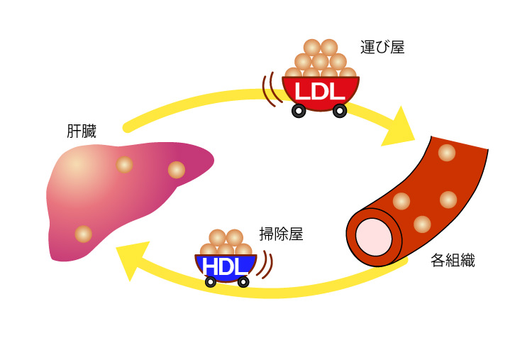 HDLコレステロールとLDLコレステロールの働き