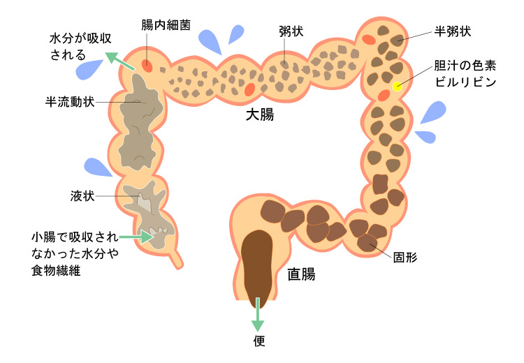 便ができるまで