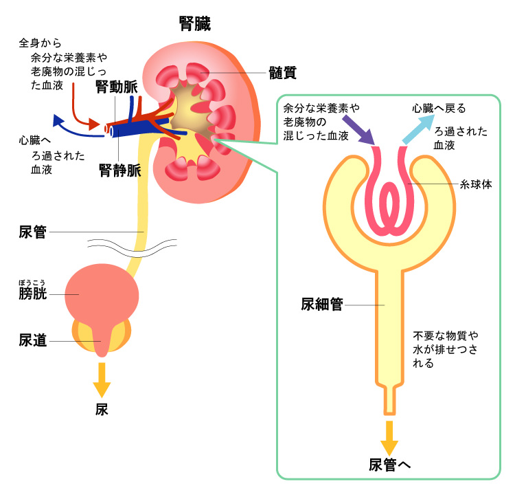 尿ができるまで