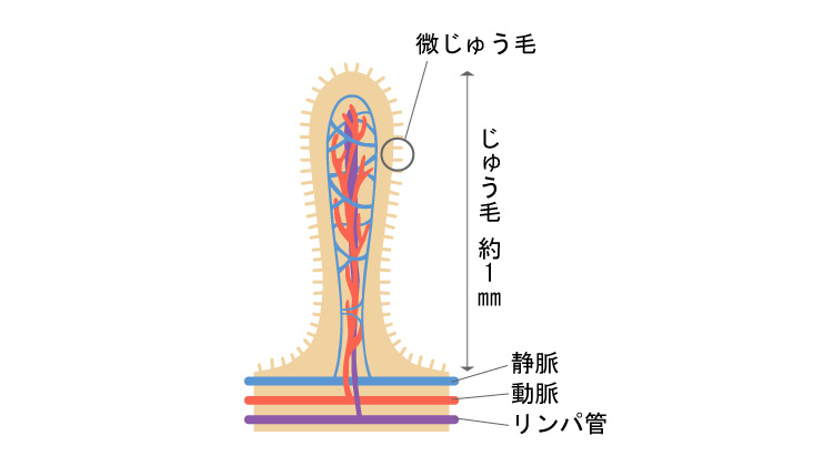 じゅう毛の構造