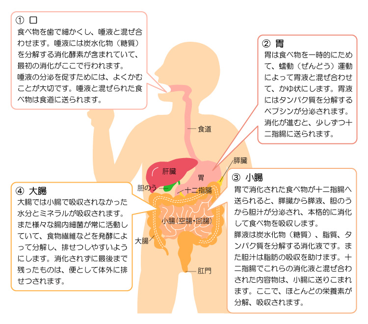 代謝のしくみ ～消化、吸収、排せつの流れ～ | 食 Do!