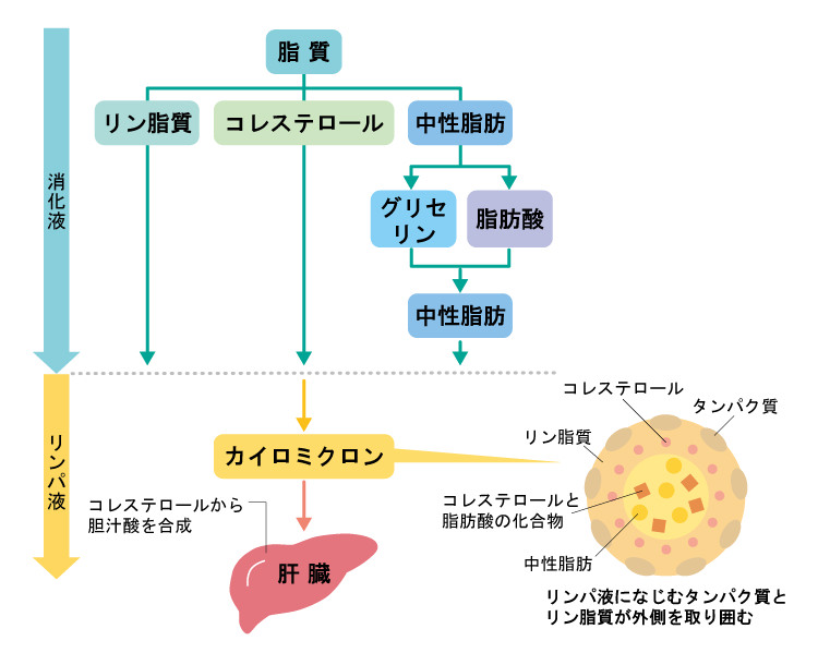 脂質の代謝