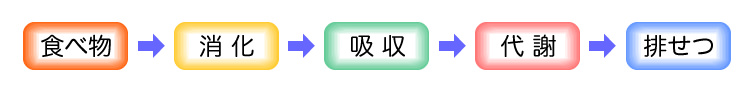 代謝の一連の流れ