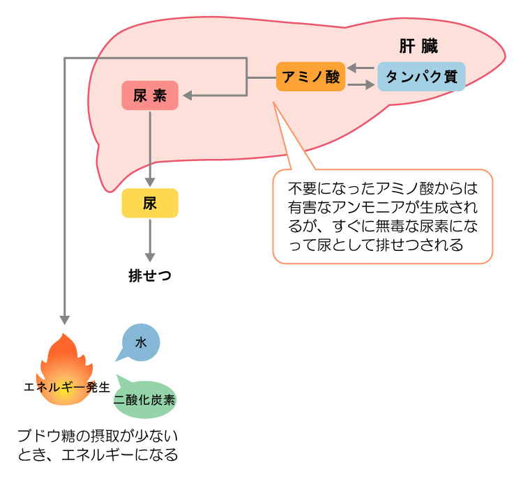 タンパク質の代謝