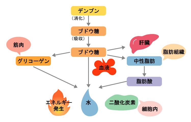 炭水化物（糖質）の代謝