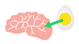 レシチンは脳の栄養剤