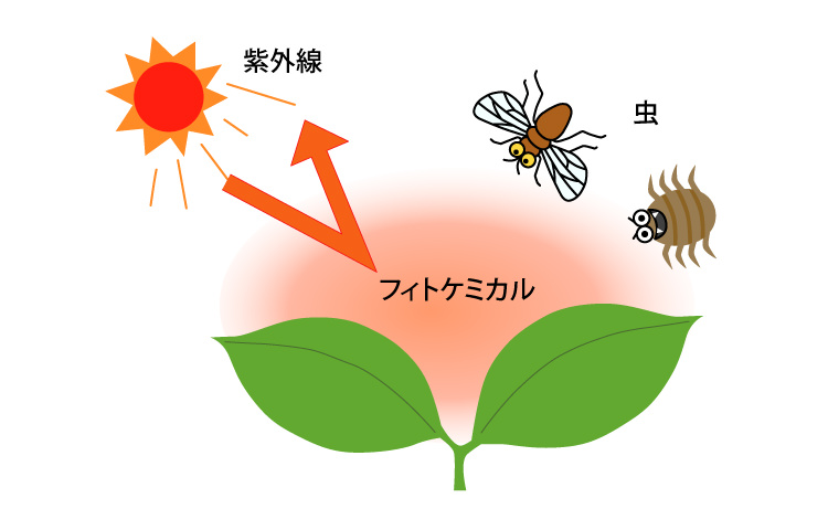 フィトケミカルとは