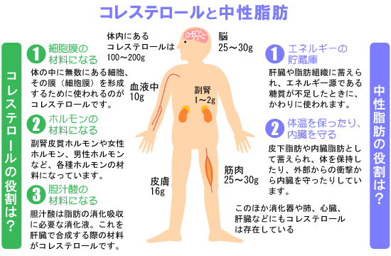 コレステロール