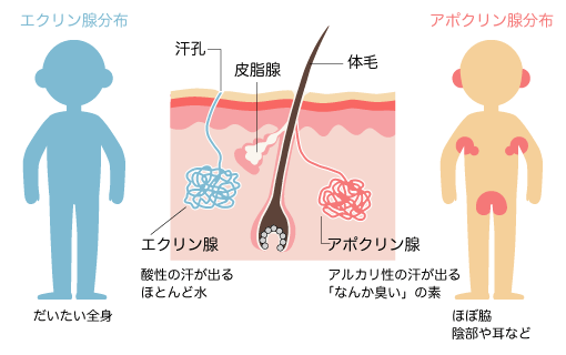 2つの汗腺