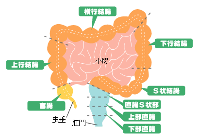 大腸の構造