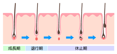 ヘアサイクル