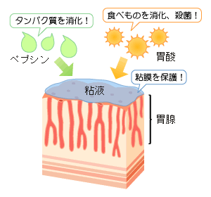 胃のはたらき