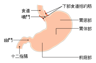 胃の部位名