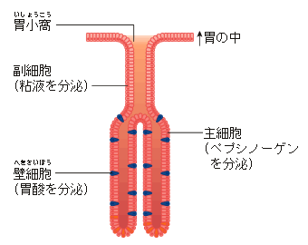 胃腺のしくみ