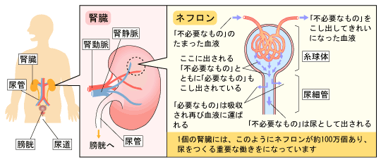 腎臓のしくみ