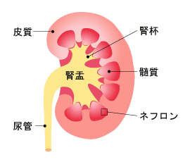 腎臓の断面図