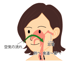 耳と鼻と喉の繋がり