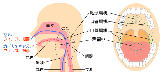 のどのしくみと主なはたらき