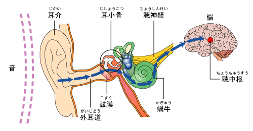 音が聞こえるしくみ