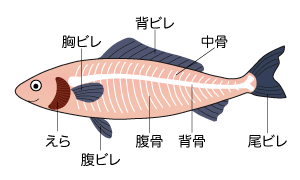 魚の構造
