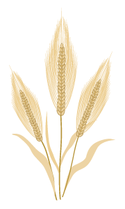 スーパー大麦の特徴