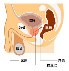 前立腺の位置