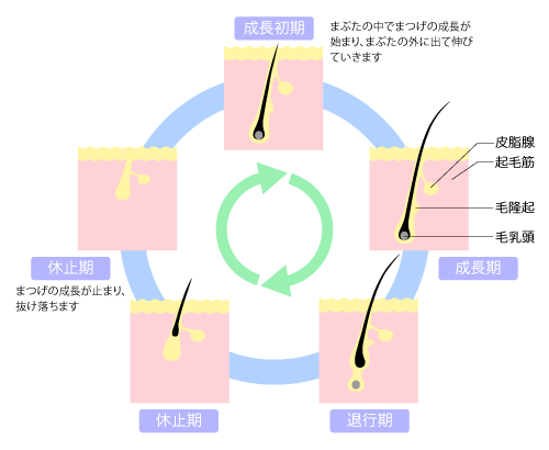 まつ毛の周期