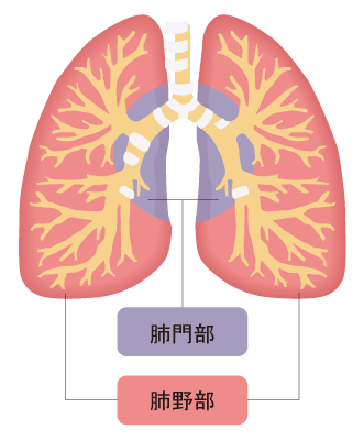 肺の部位