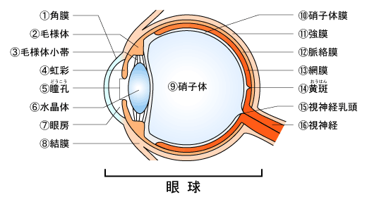 目のしくみ