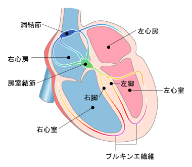 拍動のしくみ