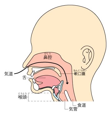鼻と口のしくみ