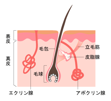 毛穴の断面図