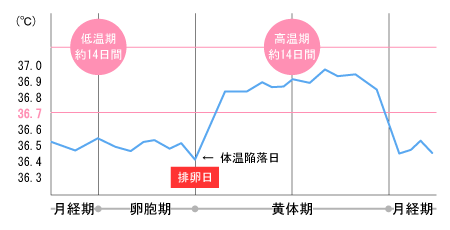 基礎体温表