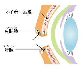 瞼の断面図
