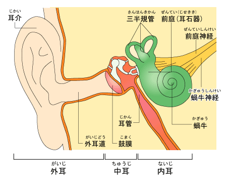 耳の構造とはたらき