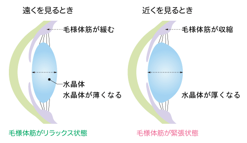 毛様体筋とは