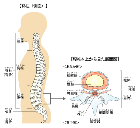 脊柱管