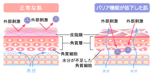 肌のバリア