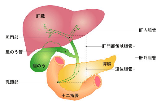 胆管と周辺の臓器