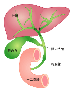 胆のうのはたらき