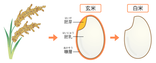 玄米とは