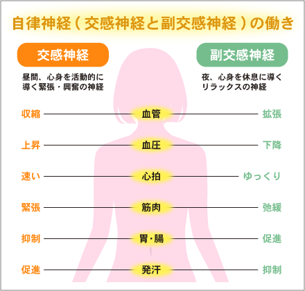 自律神経（交感神経と副交感神経）の働き