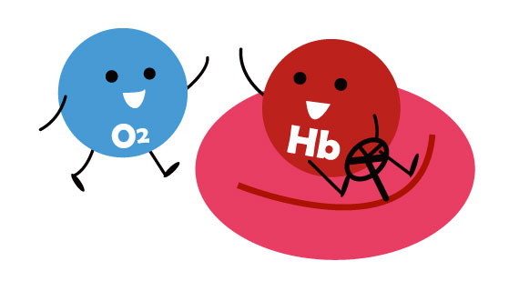 ヘモグロビンと酸素