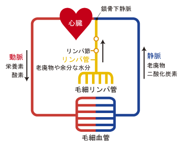 リンパの仕組み