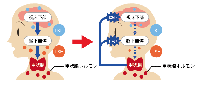 甲状腺ホルモン