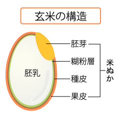 米ぬか