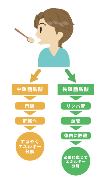 中鎖脂肪酸と長鎖脂肪酸