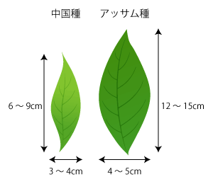 チャノキの葉の違い